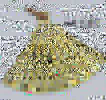 Load image into Gallery viewer, DIJES (VARIEDAD)